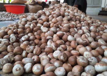 Highest yield of betel nut in Konkan