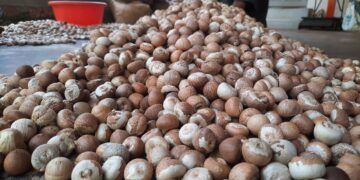 Highest yield of betel nut in Konkan