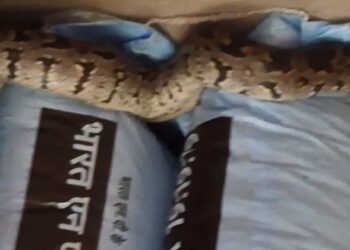 Giant python in the warehouse
