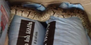 Giant python in the warehouse