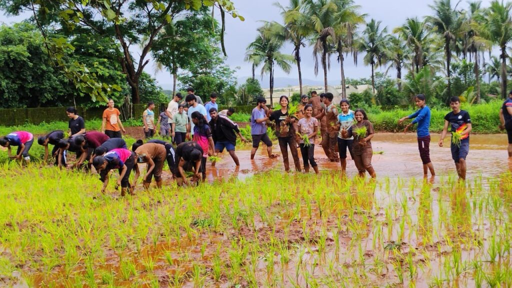 Rice Cultivation Demonstration at Agriculture College