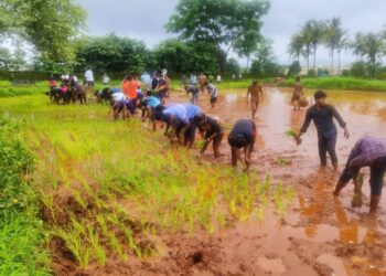 Rice Cultivation Demonstration at Agriculture College
