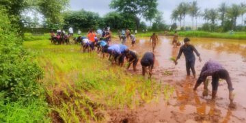 Rice Cultivation Demonstration at Agriculture College