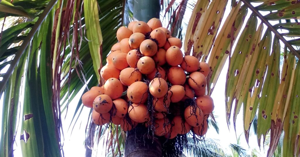 Highest yield of betel nut in Konkan