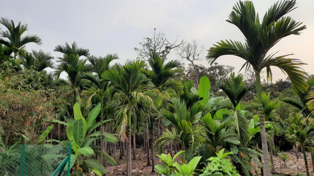 Highest yield of betel nut in Konkan