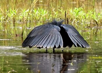Black Heron seen for the first time in Chiplun