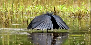 Black Heron seen for the first time in Chiplun