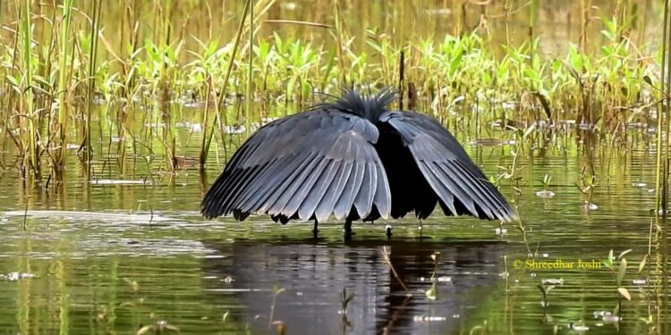Black Heron seen for the first time in Chiplun