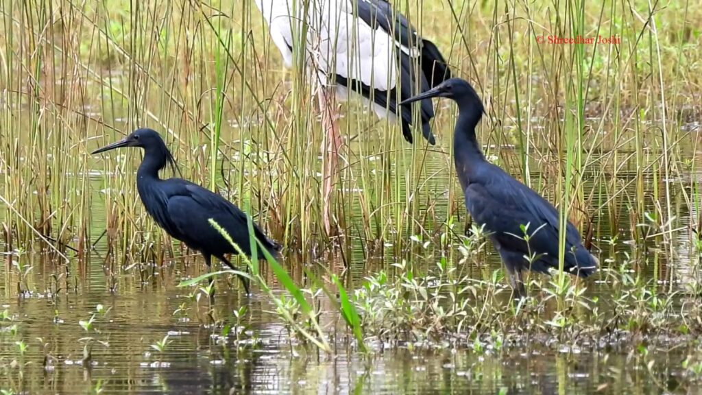Black Heron seen for the first time in Chiplun