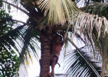 Coconut Falling Training