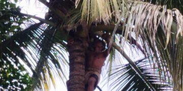 Coconut Falling Training