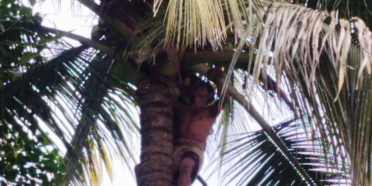 Coconut Falling Training