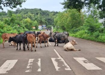 Stray cattle cause trouble for drivers