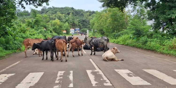 Stray cattle cause trouble for drivers