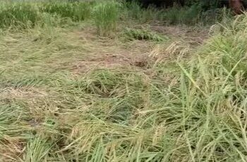 Damage to the rice farm at harvest