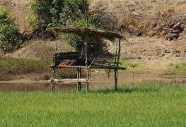 "Stay Awake" solution of farmers in Konkan