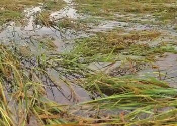 Rain damages rice crop