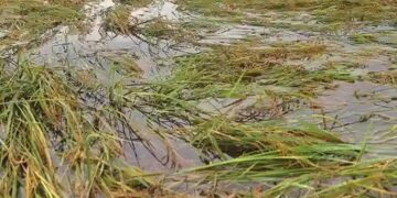 Rain damages rice crop