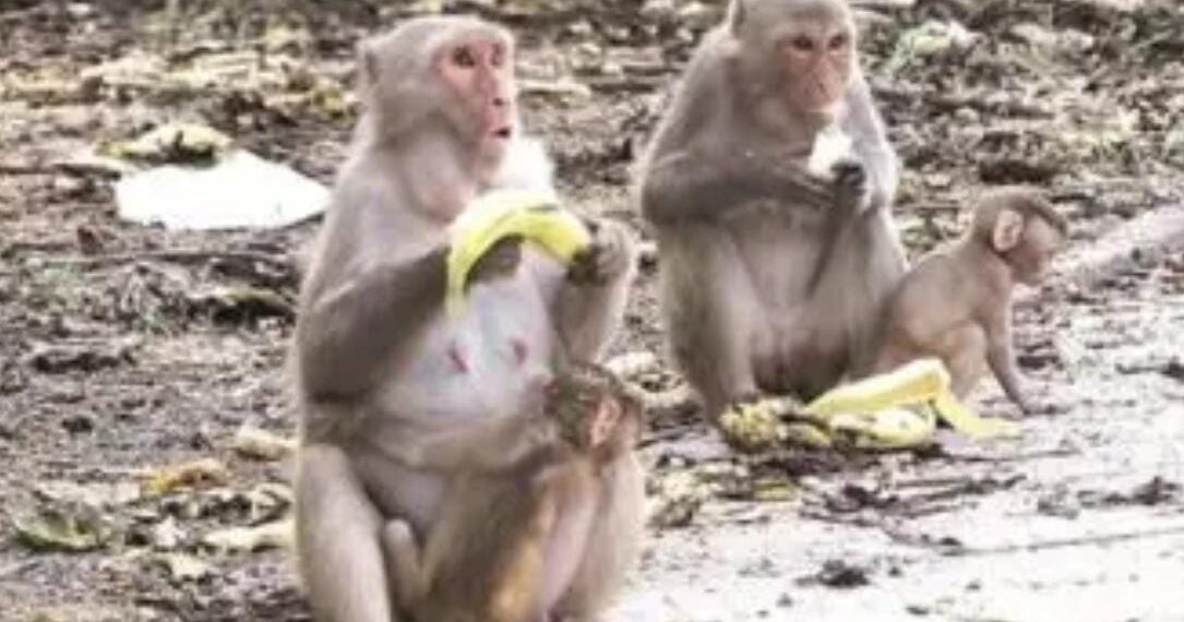 Farmers troubled by monkey nuisance