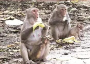 Farmers troubled by monkey nuisance