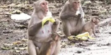 Farmers troubled by monkey nuisance