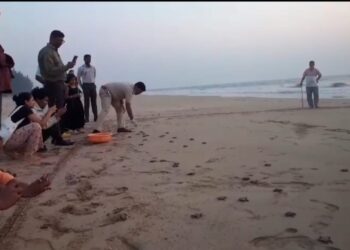 The baby turtles rushed towards the sea