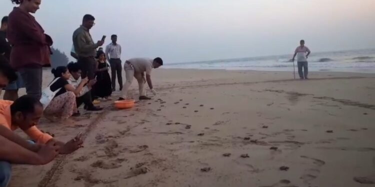 The baby turtles rushed towards the sea