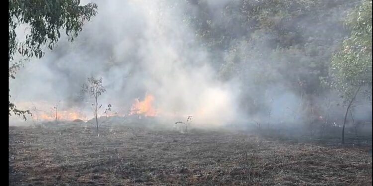 Fire in forest area of Varveli