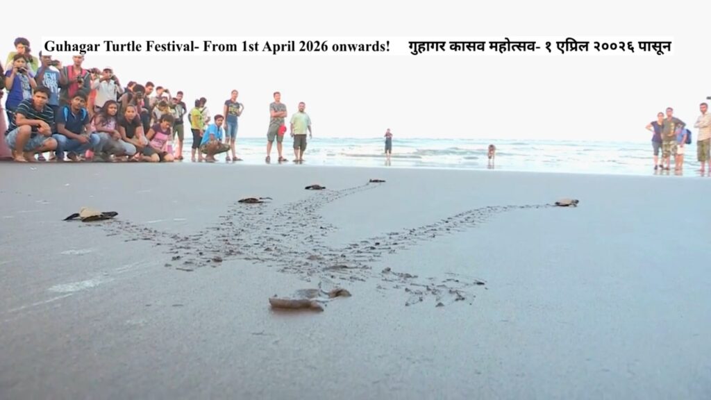 Turtle Festival Begins in Guhagar