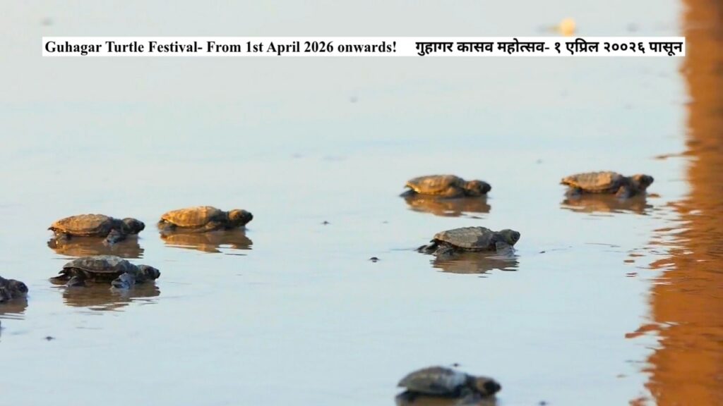 Turtle Festival Begins in Guhagar