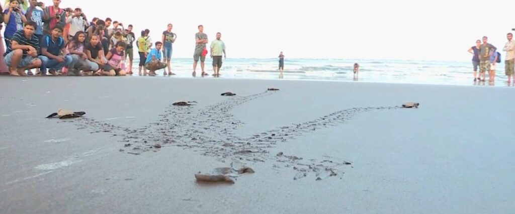 Ratnagiri is the turtle district