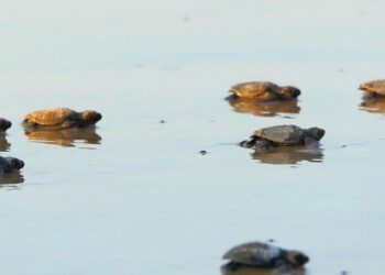 Ratnagiri is the turtle district