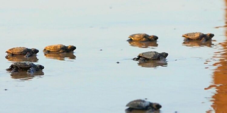 Ratnagiri is the turtle district