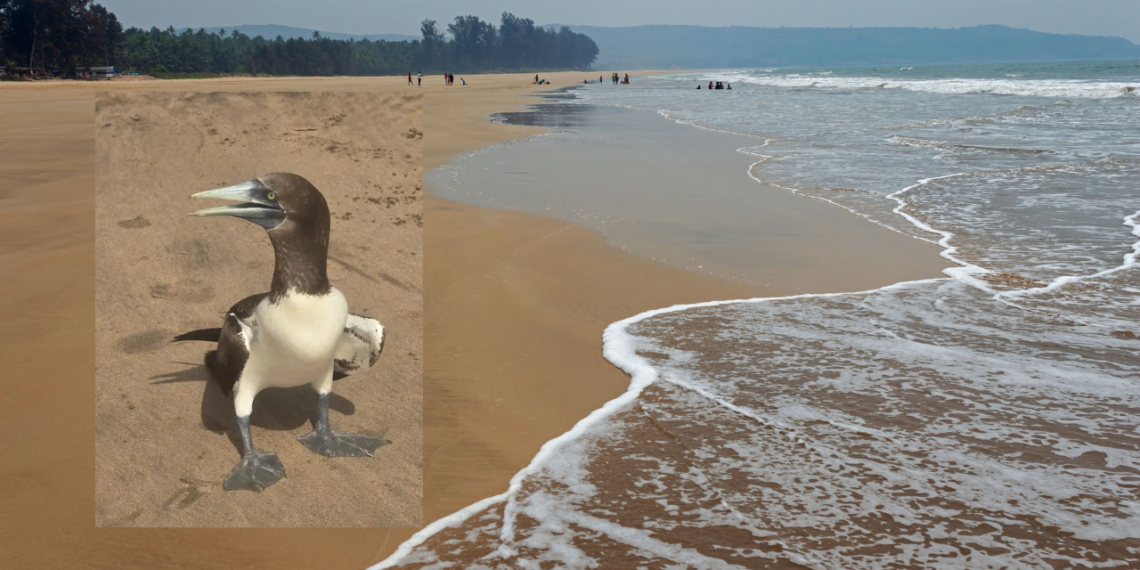 Rare bird found on Guhagar beach