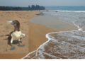 Rare bird found on Guhagar beach