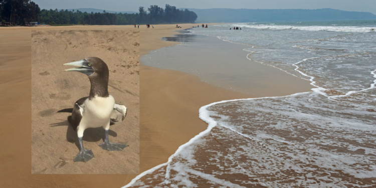 Rare bird found on Guhagar beach