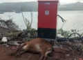 Cow dies of electrocution at Dhopave