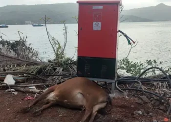 Cow dies of electrocution at Dhopave