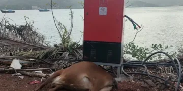 Cow dies of electrocution at Dhopave