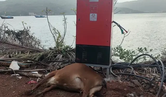 Cow dies of electrocution at Dhopave