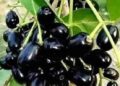 Decline in Jamun production