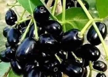 Decline in Jamun production