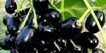 Decline in Jamun production