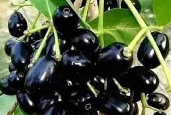 Decline in Jamun production