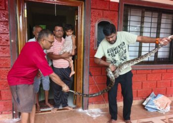Python safely rescued in Kotaluk