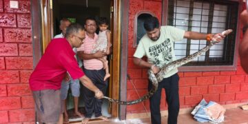 Python safely rescued in Kotaluk