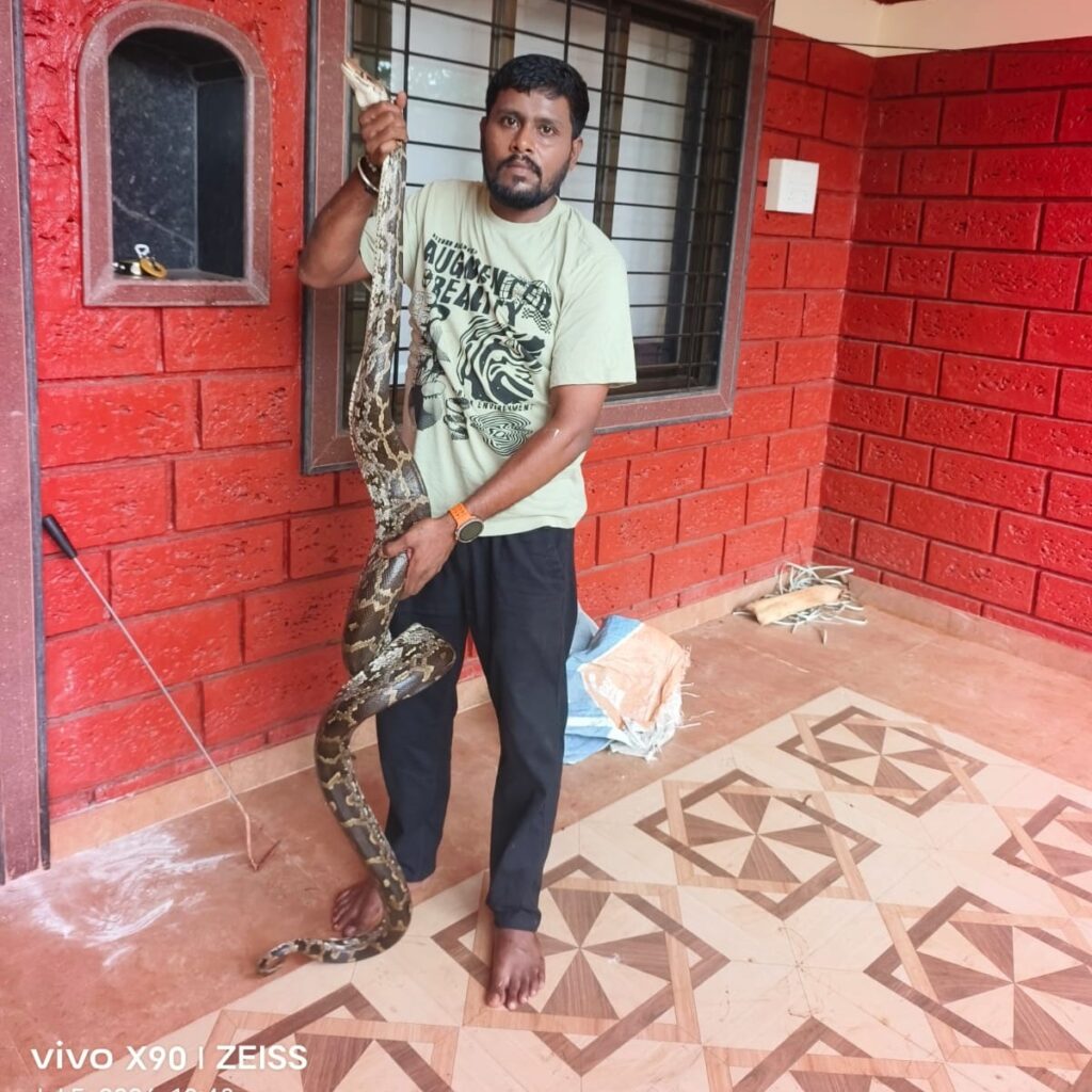 Python safely rescued in Kotaluk
