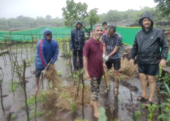 Tree plantation in Velneshwar
