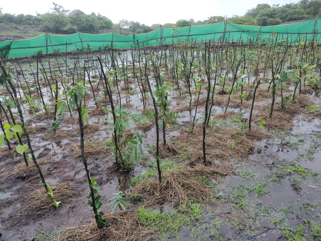 Tree plantation in Velneshwar