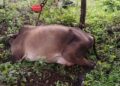 A cow died of electric shock